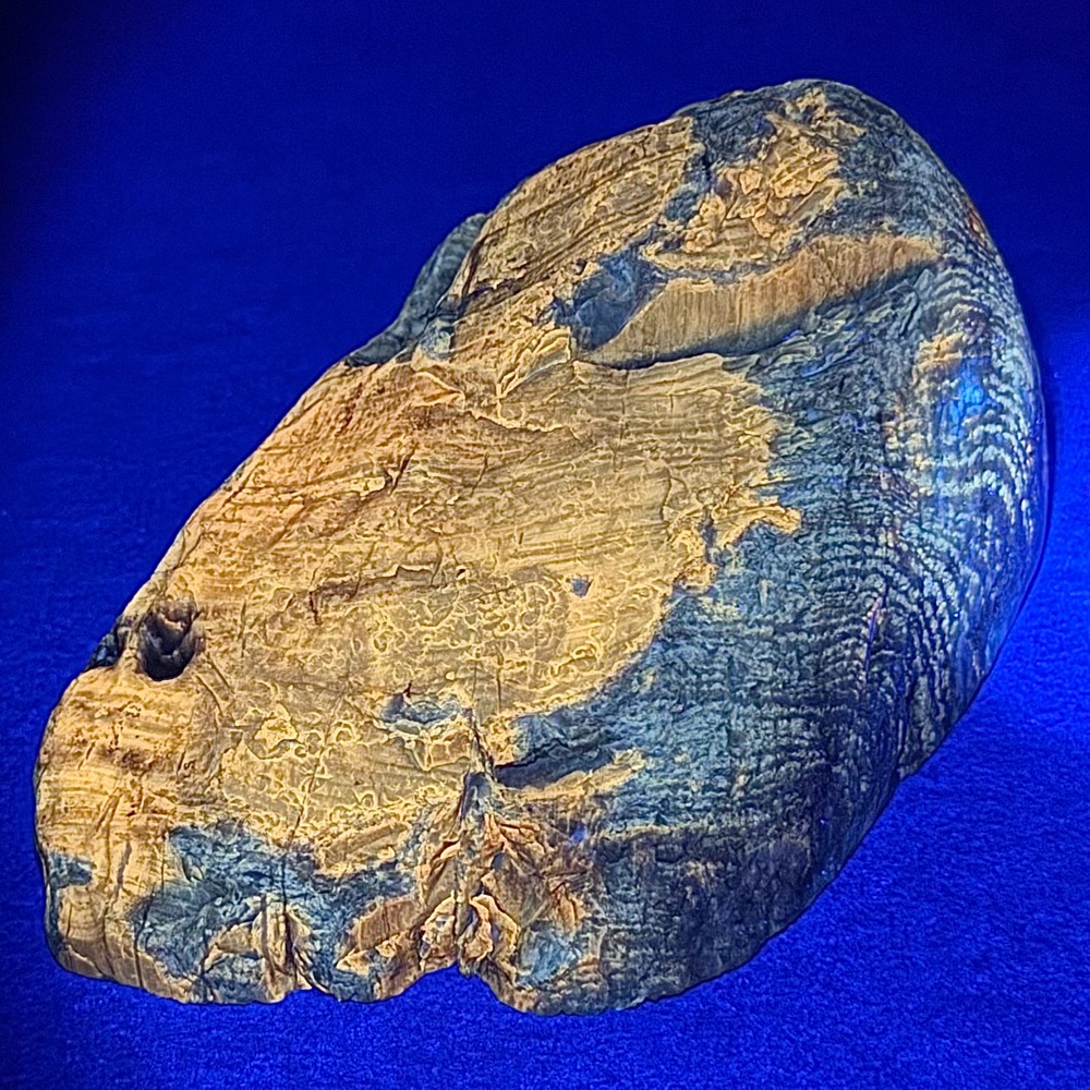 PW306 South Dakota Petrified Wood