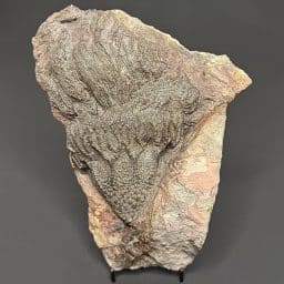 FO111 Crinoid Fossil Plaque
