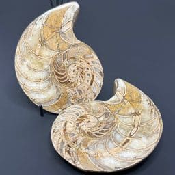 FO159 Ammonite