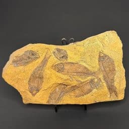 FO202 Knightia Fossilized Fish