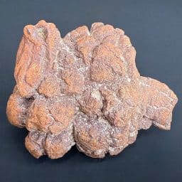 FO510 Fossil Turtle Poop