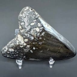 FO550 Megalodon Fossil Tooth
