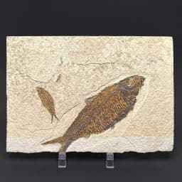 FO802 Knightia Fossilized Fish