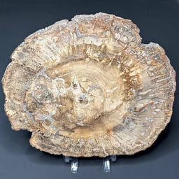 PW208 Madagascar Petrified Wood