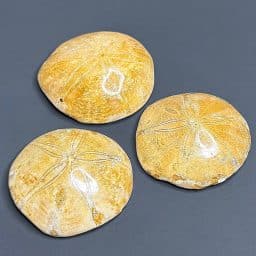 FO109 Fossilized Sand Dollar Set of 3