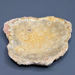 FO201 Fossil Coral Dish