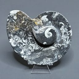 FO201 Fossil Coral Dish