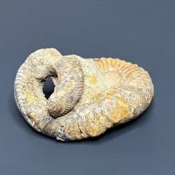 FO311 Heteromorph Ammonite