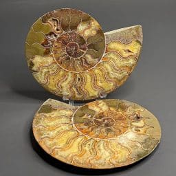 FO400 Ammonite Set