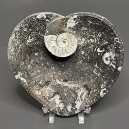 FO601 Fossil Rock Dish