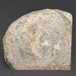 BCR410 Dinosaur Coprolite