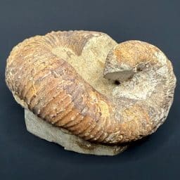 FO403 Heteromorph Ammonite