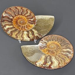 FO156 Ammonite
