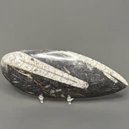 FO309 Orthoceras Polished Stone