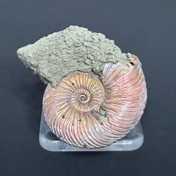 FO513 Pyritized Ammonite