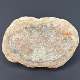 FO808 Dinosaur Coprolite Slab