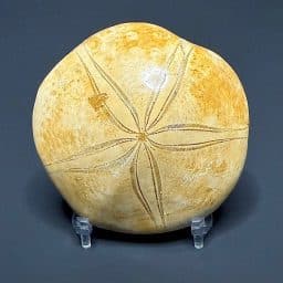 FO109 Fossilized Sand Dollar