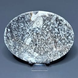 FO615 Fossil Dish