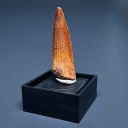 FO412 Fossil Spinosaurus Tooth