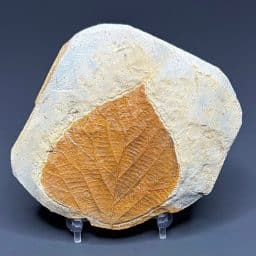 FO818 Fossil Leaf