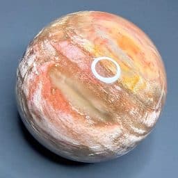 SP308 Petrified Wood