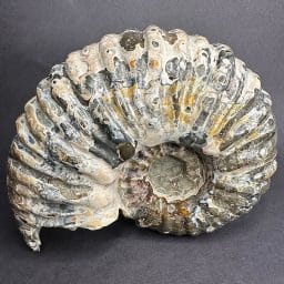 GAL205 MADAGASCAR AMMONITE