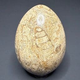 EGG602 Fossil Marble