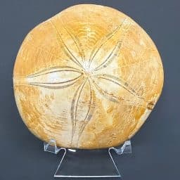 FO109 Fossilized Sand Dollar