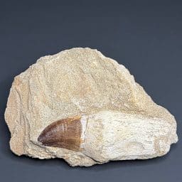 FO206 Mosasaur Tooth