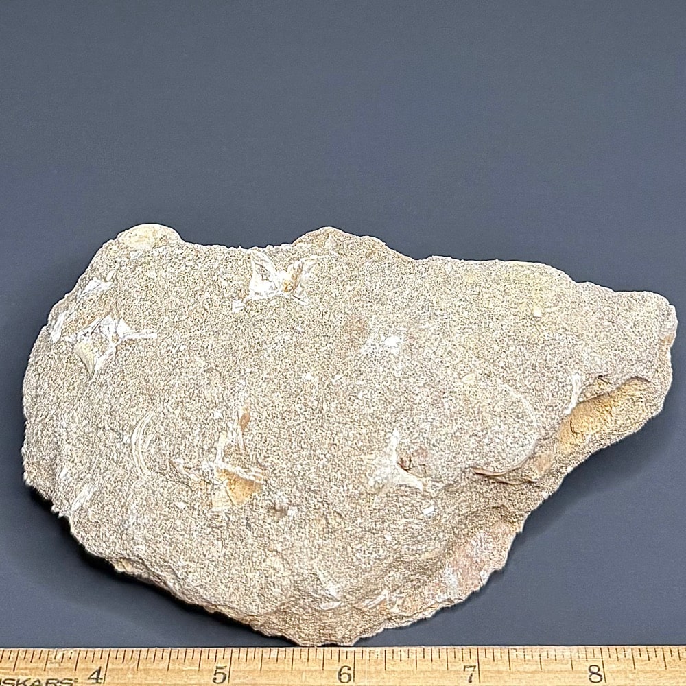 FO206 Mosasaur Tooth - Image 2