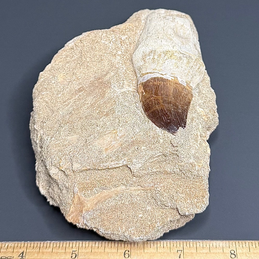 FO206 Mosasaur Tooth