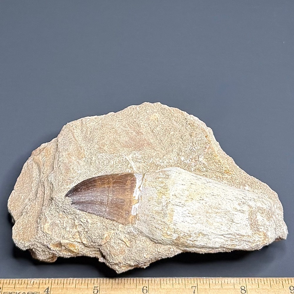FO206 Mosasaur Tooth - Image 3
