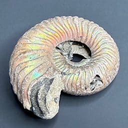 FO513 Pyritized Ammonite
