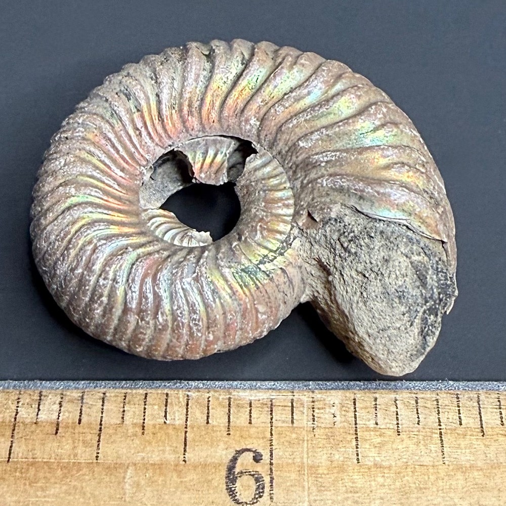 FO513 Pyritized Ammonite - Image 2
