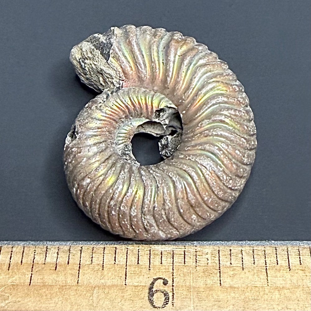 FO513 Pyritized Ammonite - Image 3
