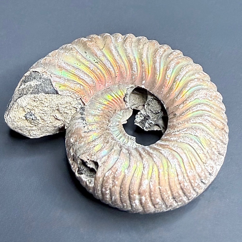 FO513 Pyritized Ammonite