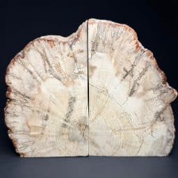 BK204 Madagascar Petrified Wood Bookends