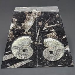 BK403 Geisonoceras Bookends