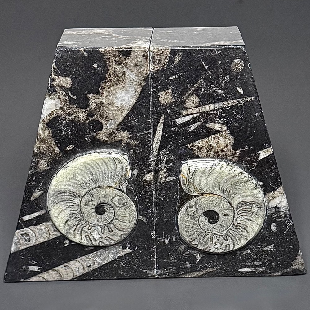 BK403 Geisonoceras Bookends