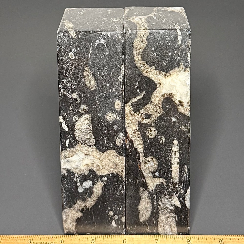 BK403 Geisonoceras Bookends - Image 2