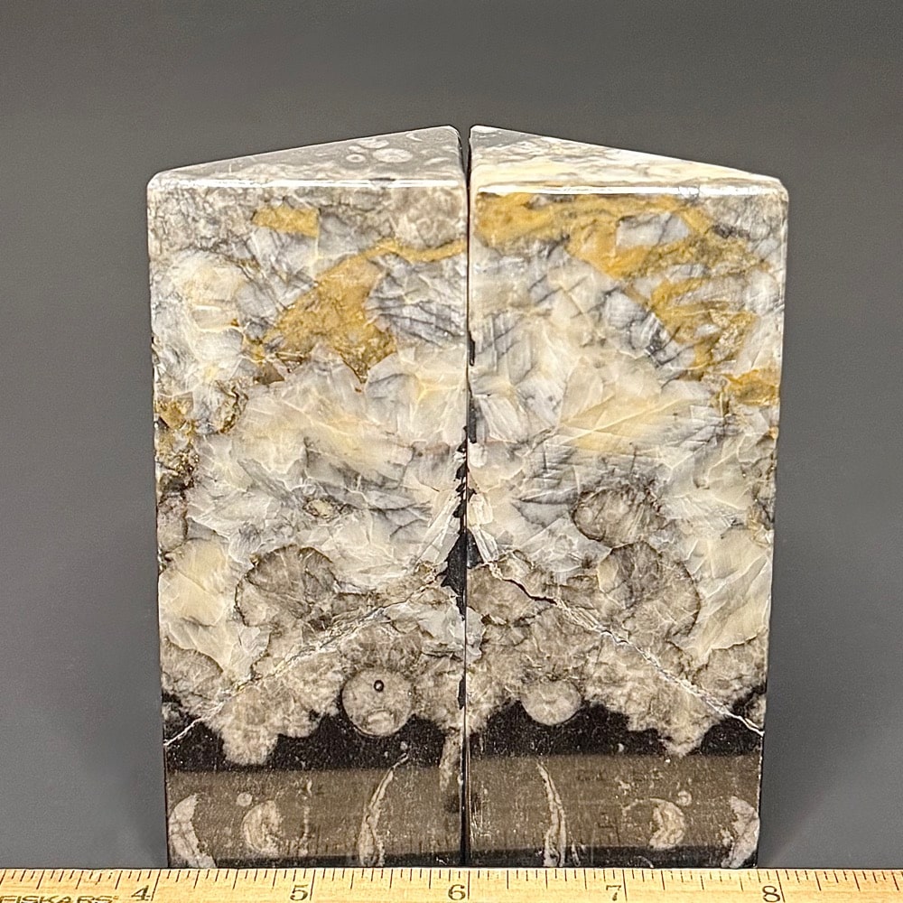 BK612 Orthoceras Bookends - Image 2