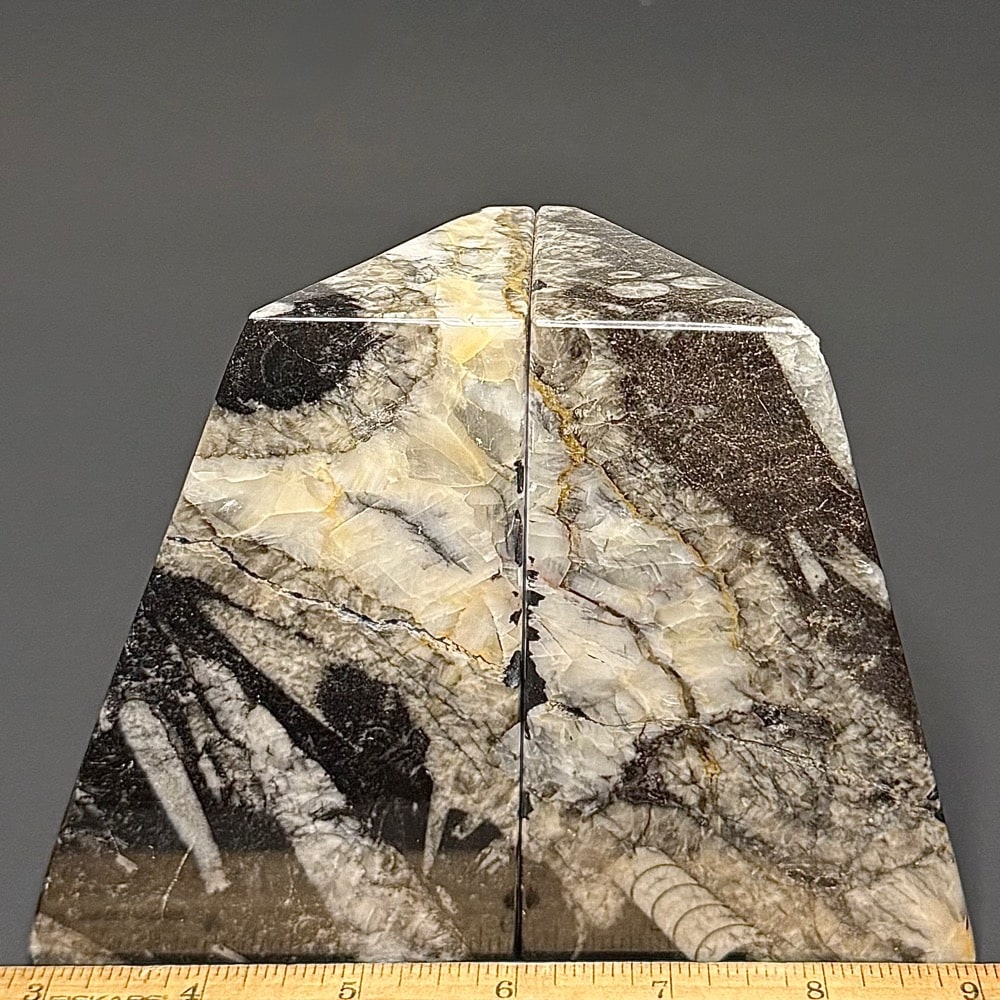 BK612 Orthoceras Bookends - Image 3