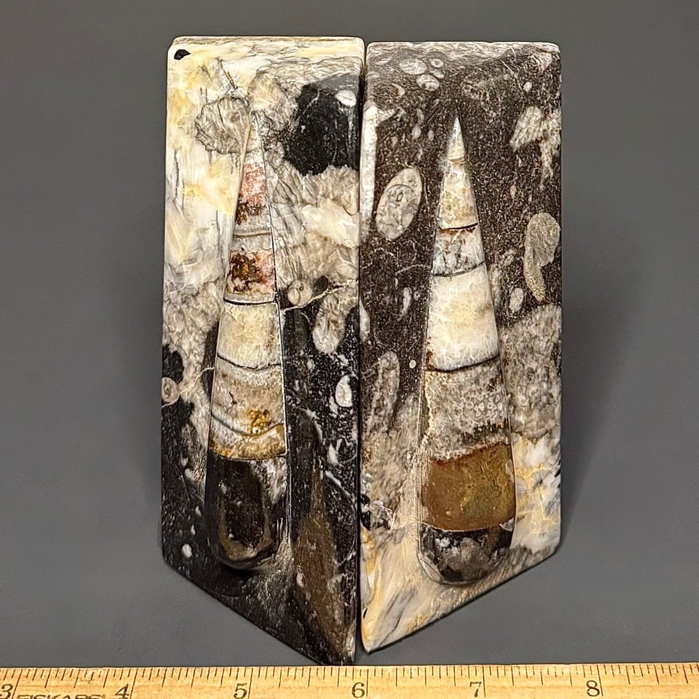 BK612 Orthoceras Bookends