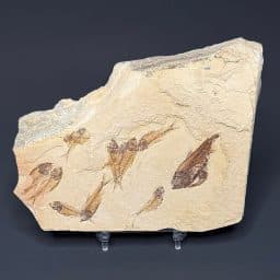 FO202 Knightia Fossilized Fish