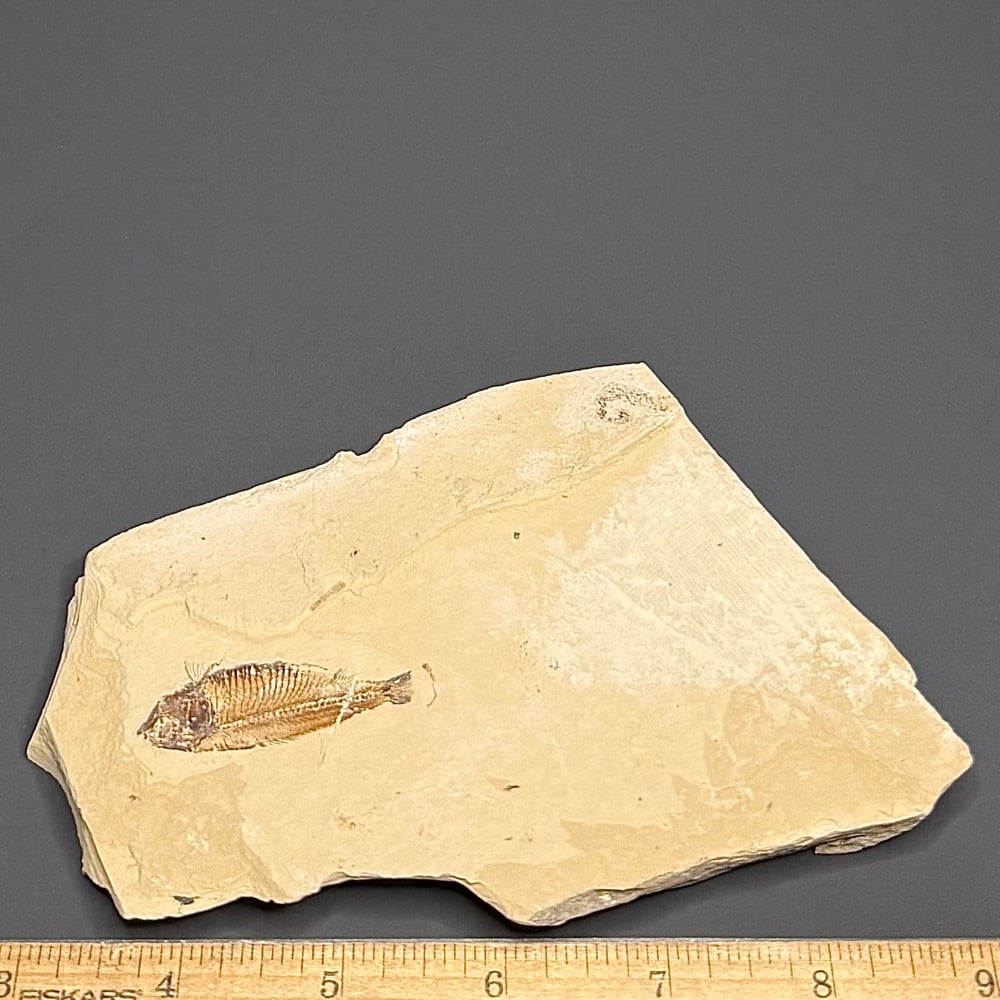 FO202 Knightia Fossilized Fish - Image 2