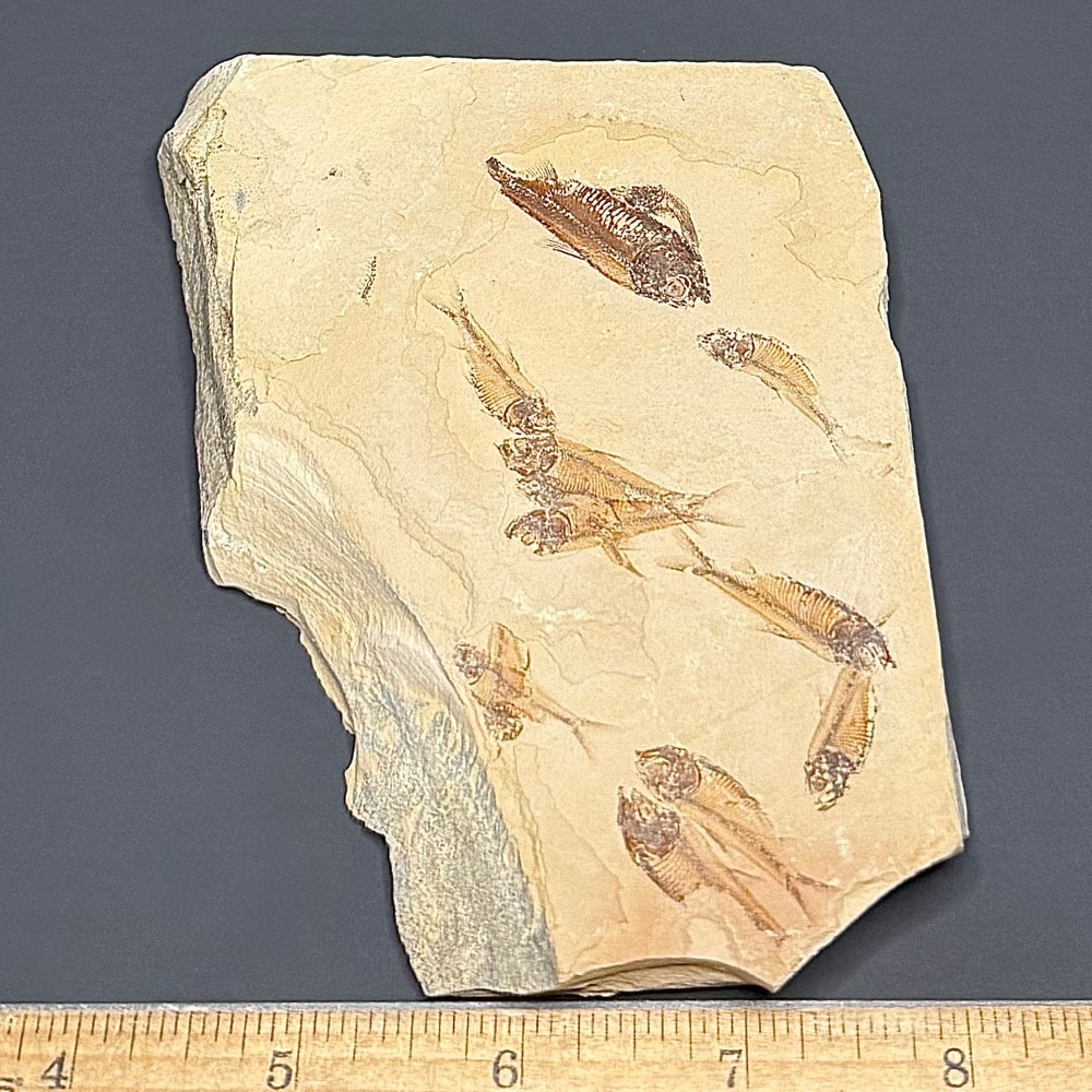 FO202 Knightia Fossilized Fish - Image 3