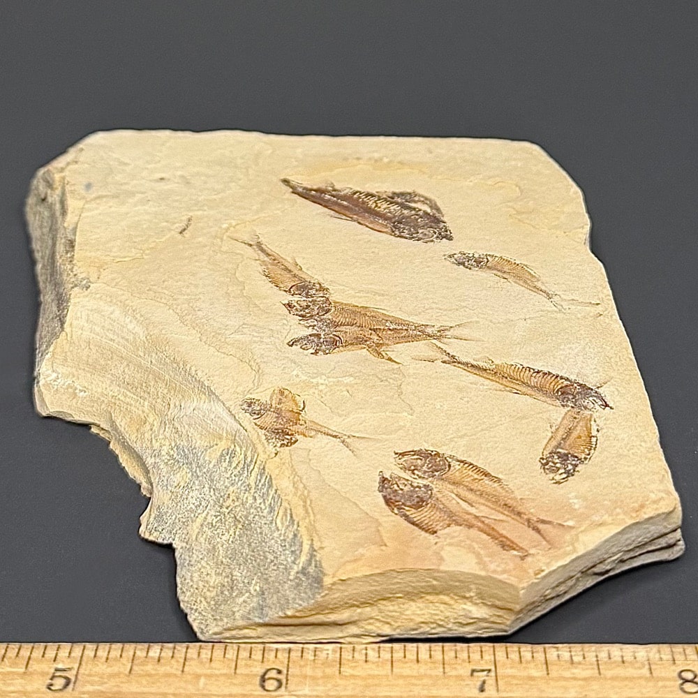FO202 Knightia Fossilized Fish