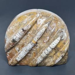 CL206 Chipped Orthoceras Bookends