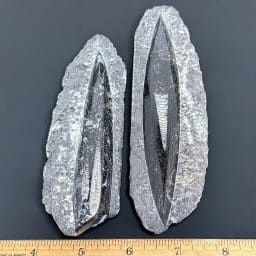 CL213 Orthoceras Paque Set of 2