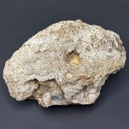 GR217 Fossil Coral